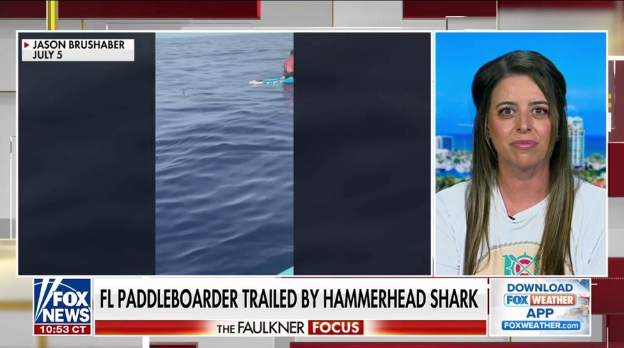 Hammerhead shark trails paddleboarder in Florida