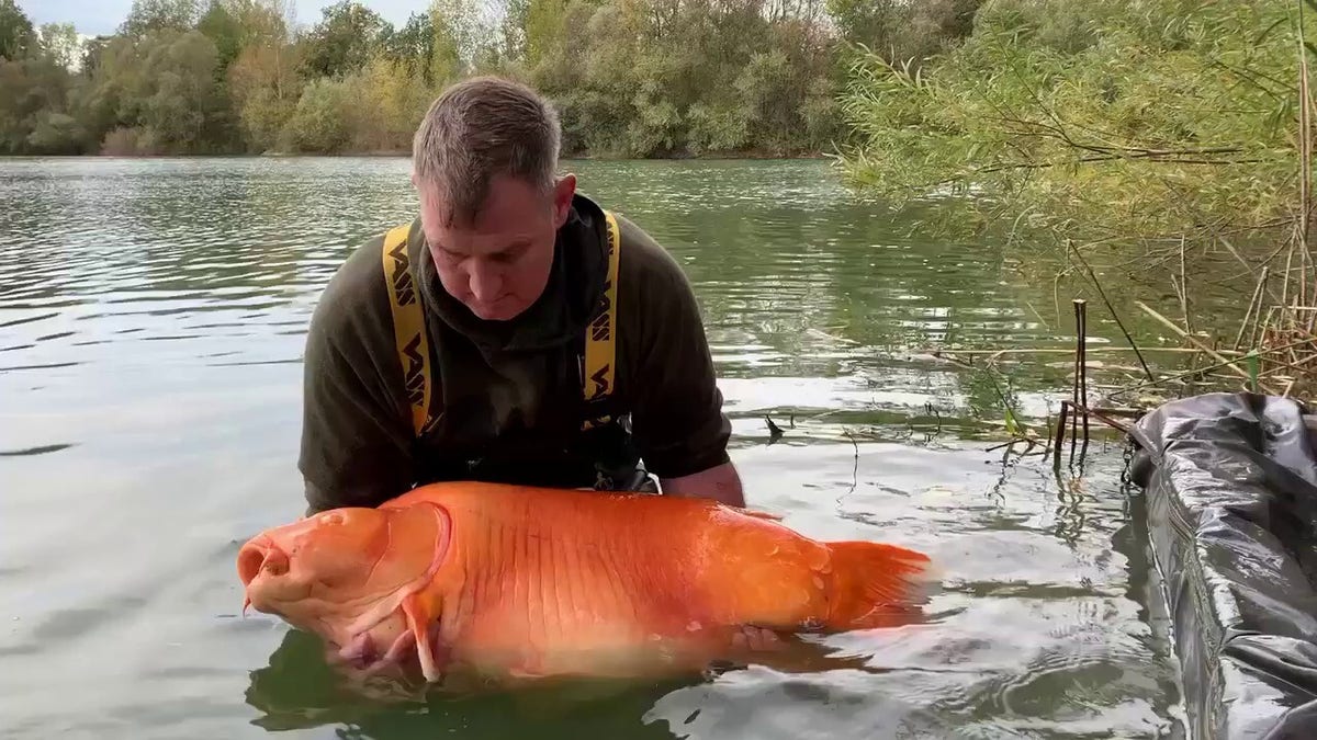 British fisherman catches monster-size goldfish nicknamed 'The Carrot,'  calls it 'sheer luck
