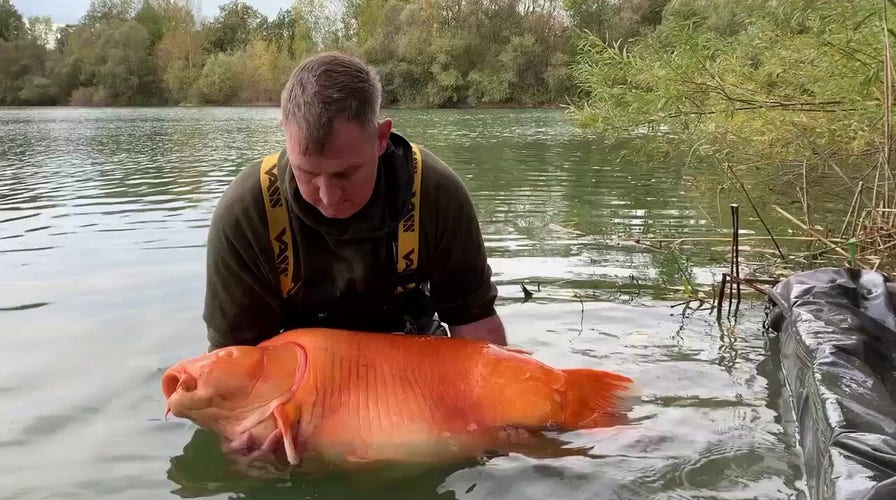 Monstrous 67-Pound Goldfish Caught By Fisherman In France, 51% OFF