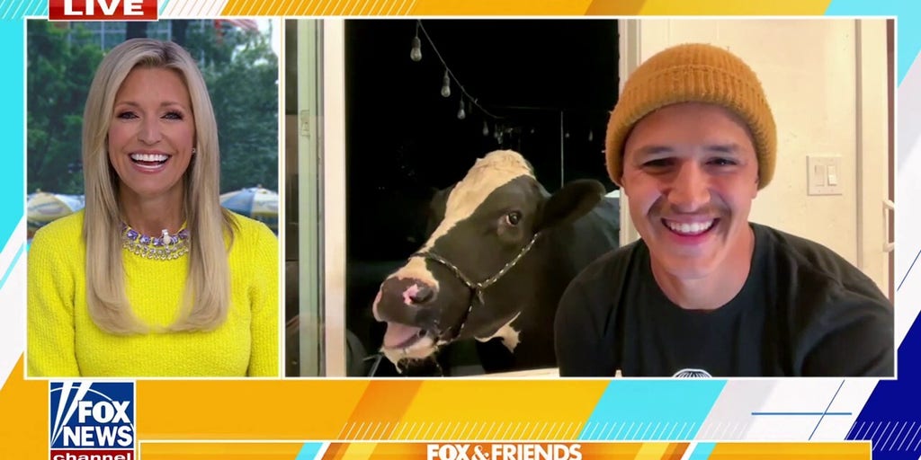 Pet cow gains herd of online followers with messy eating videos