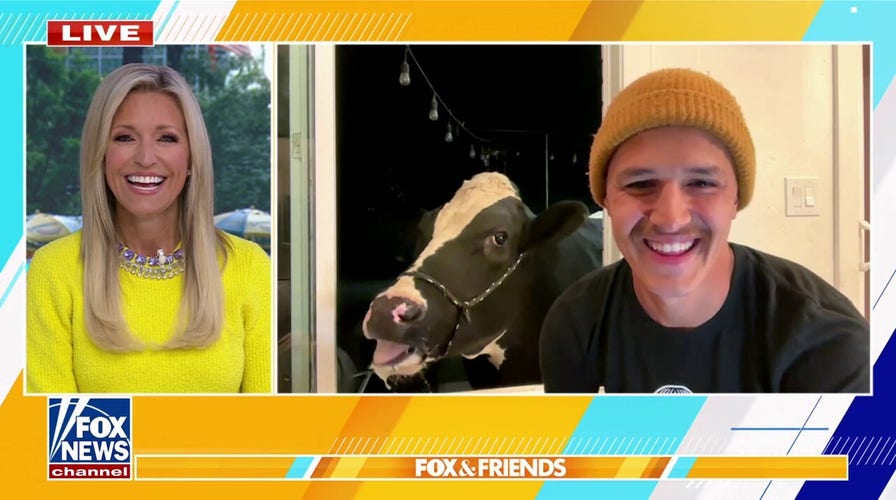 Pet cow gains herd of online followers with messy eating videos