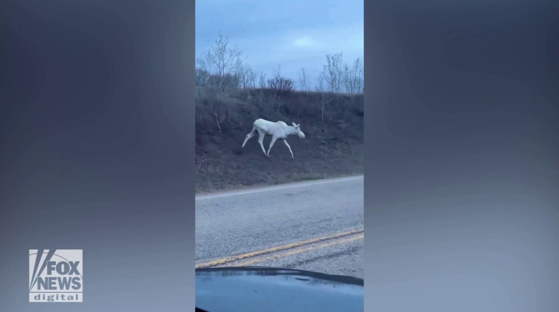 Rare White Moose Spotted in Alberta, Canada