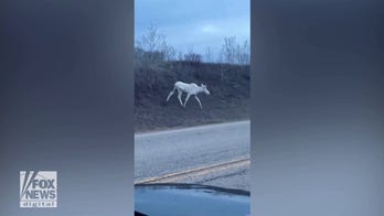 Rare white moose spotted on roadway in Alberta, Canada