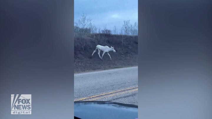 Rare white moose spotted on roadway in Alberta, Canada