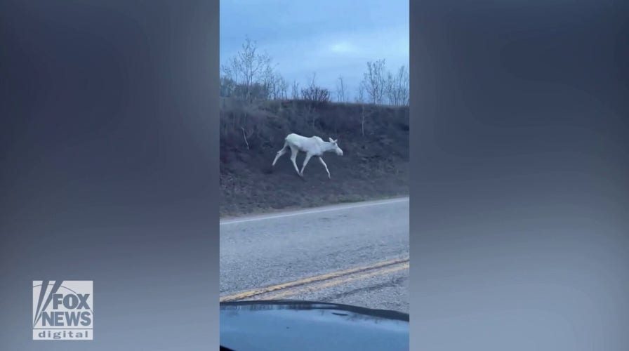 Rare white moose spotted on roadway in Alberta, Canada