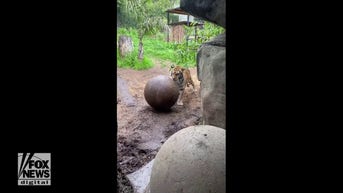 Tiger WRESTLES with ball at zoo
