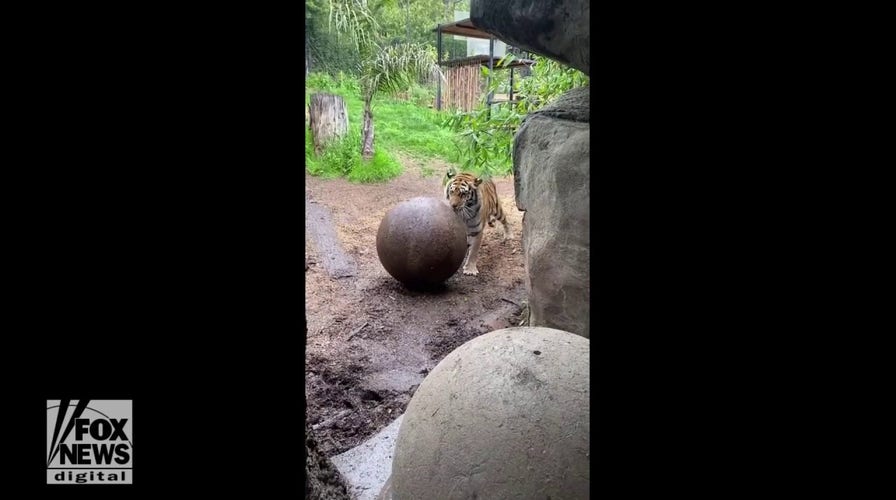 Tiger wrestles with 50-pound ball at local zoo