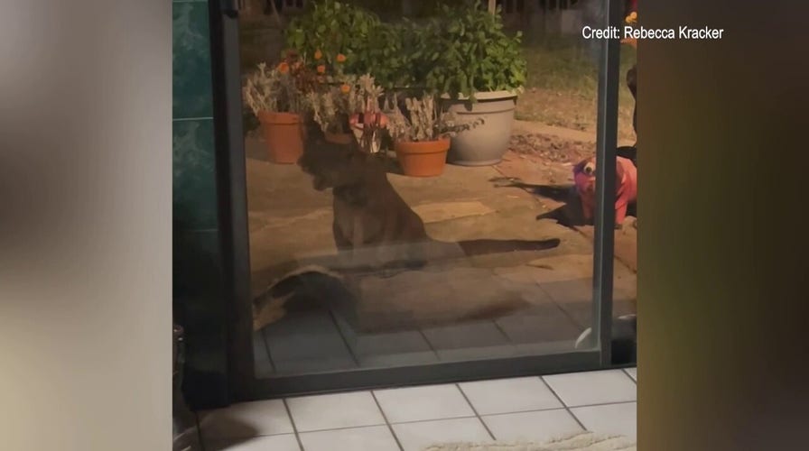 Mountain lion enters California home, drags dog outside