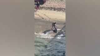 Dramatic video captures young fisherman battling waves to free great white shark