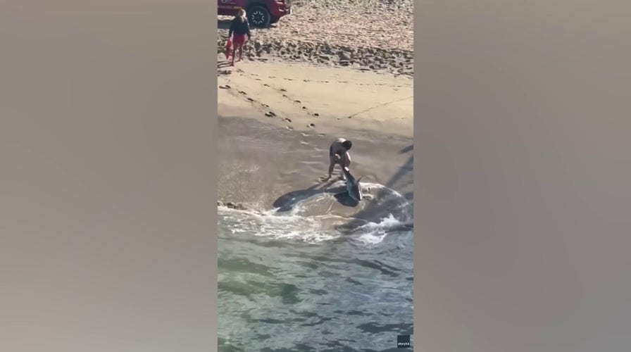 Dramatic video captures young fisherman battling waves to free great white shark