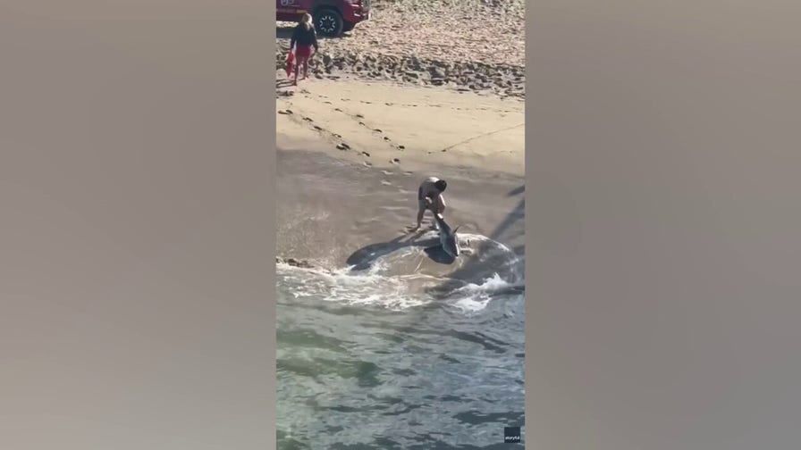 Dramatic video captures young fisherman battling waves to free great white shark