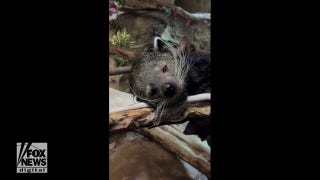 Watch as the nocturnal binturong lounges during the day at Memphis Zoo - Fox News