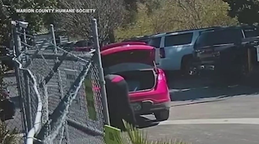 Disturbing video appears to show Florida woman throwing puppies into