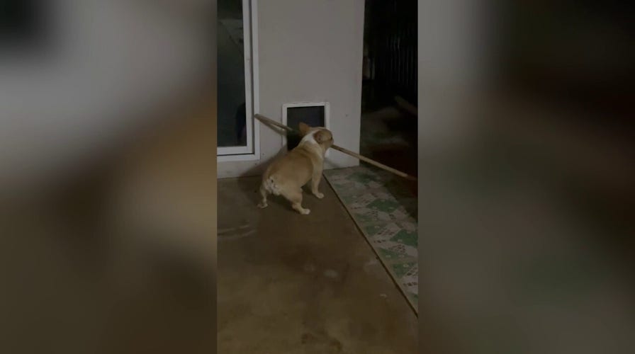 Bulldog struggles to take large stick inside house: See the adorable video