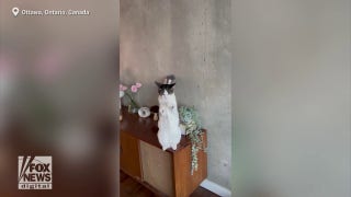 Dancing cat, Ivy, greets owner in the most adorable way - Fox News