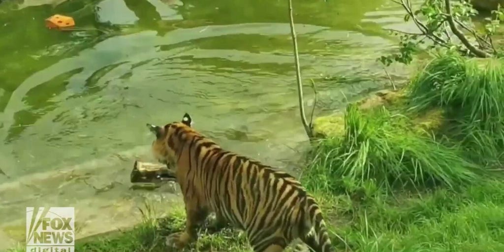 sumatran tigers swimming