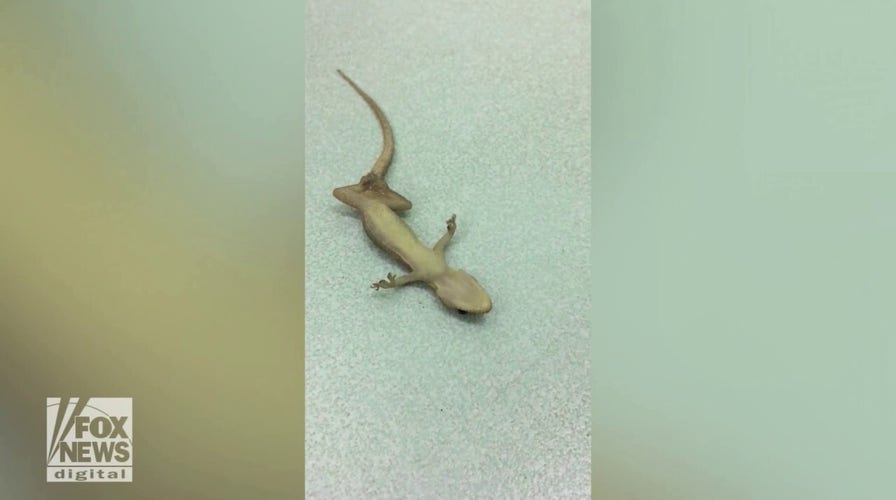 Man saves gecko's life with CPR: Watch the amazing video