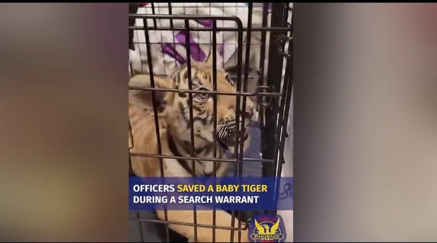 Phoenix man tries to sell tiger cub on social media