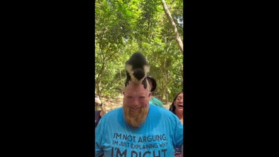 Monkey makes a Texas tourist’s head its personal salt lick in Honduras