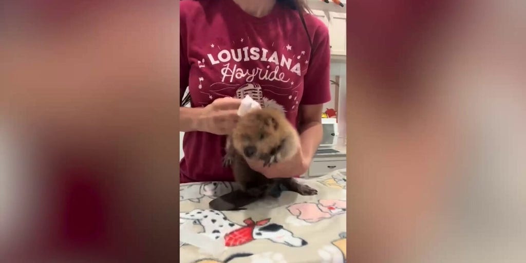 Mealtime temper tantrum: This little critter 'serious about his food'