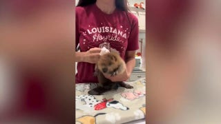 Mealtime temper tantrum: This little critter 'serious about his food' - Fox News