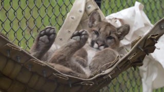 Oakland Zoo mountain lion cub relaxes during ‘hammock time’ - Fox News