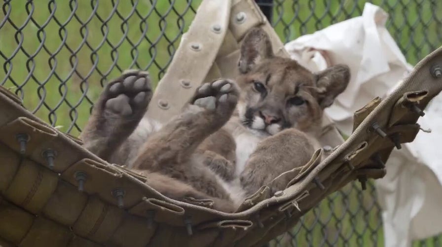 Oakland Zoo mountain lion cub relaxes during ‘hammock time’