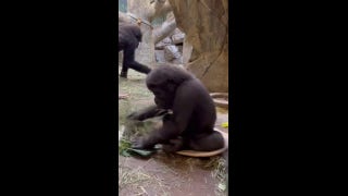 Baby gorilla takes ride on ‘sit and spin’ toy at Texas zoo - Fox News