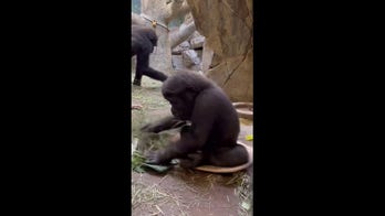 Baby gorilla takes ride on ‘sit and spin’ toy at Texas zoo