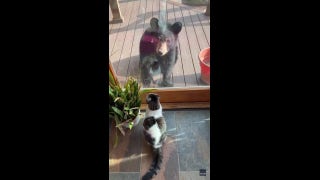 Watch as fearless house cat scares off invading bears at North Carolina home