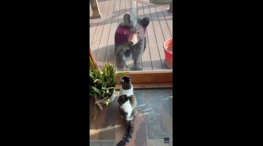 Watch as fearless house cat scares off invading bears at North Carolina home