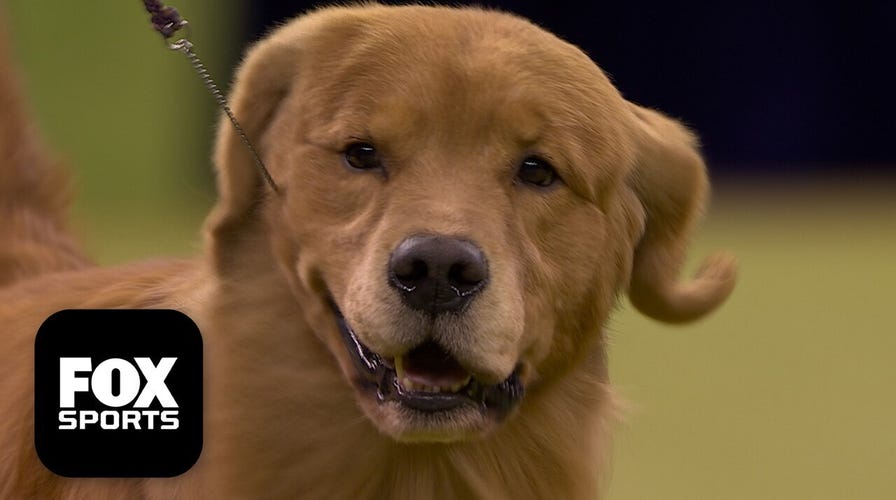 The Sporting Group 🐕 2026 Westminster Dog Show