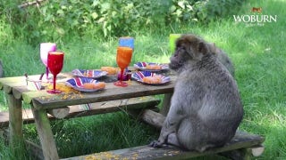 Zoo throws summer party for animals with festive treats - Fox News