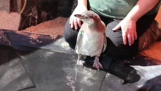 Penguin chicks make a splash in their first swimming lesson - Fox News