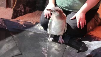 WATCH: Penguin chicks' swim lesson