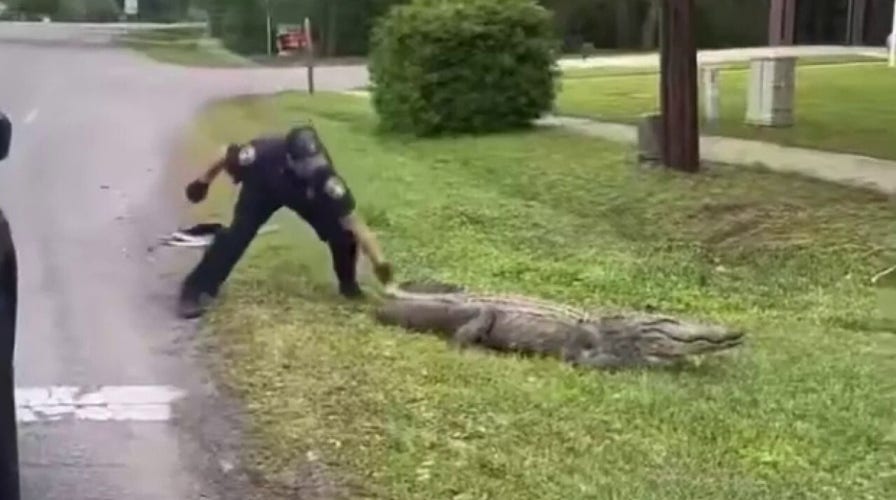 Officer shoos alligator away from South Carolina roadway