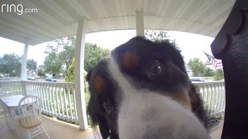 Minnesota dog returns home, rings doorbell camera to be let inside
