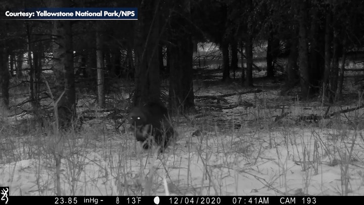 Rare wolverine sighting in Yellowstone National Park