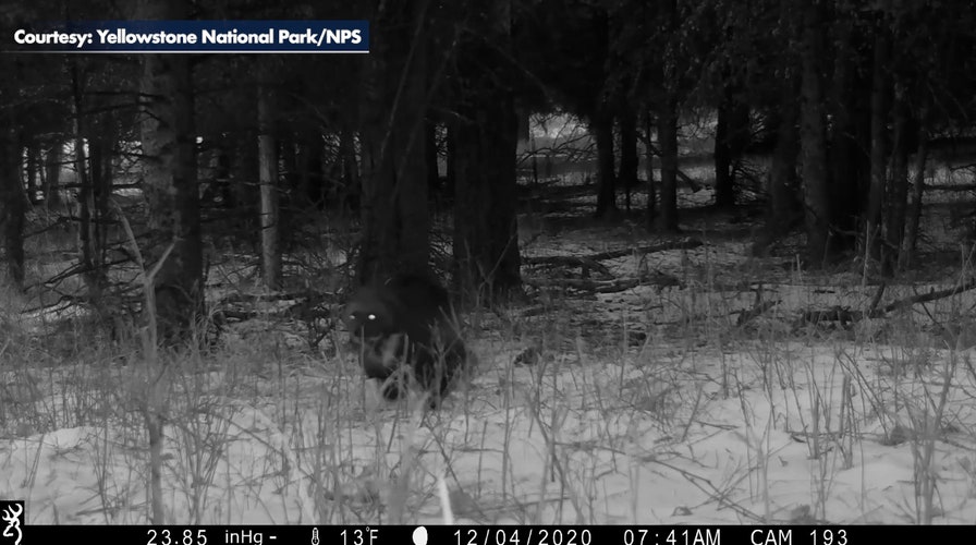 Rare wolverine sighting in Yellowstone National Park