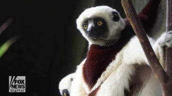 WATCH: Rare lemur dances at zoo