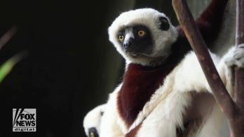 Rare animal born dancing as zoo says it’s keeping visitors ‘delighted’