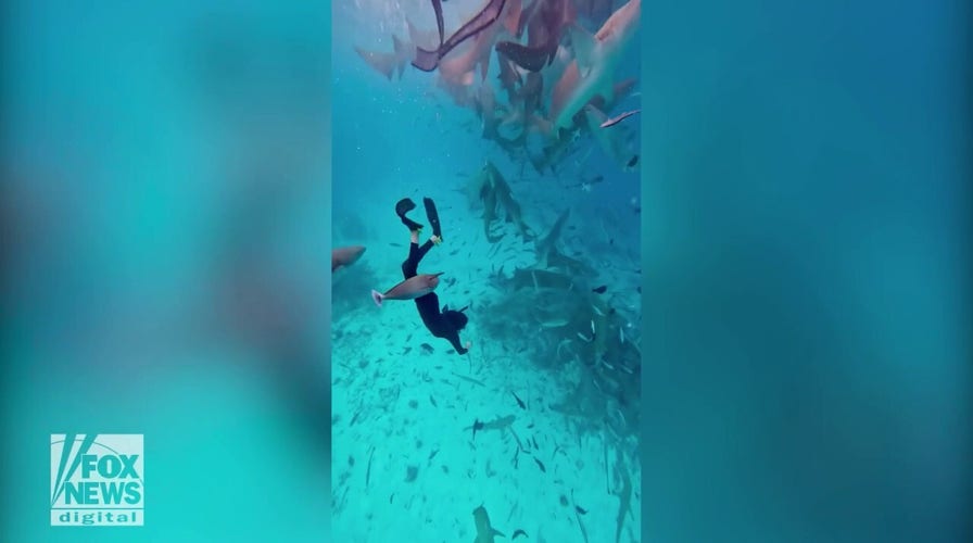 Woman conquers fear of sharks by swimming with over 20 of them