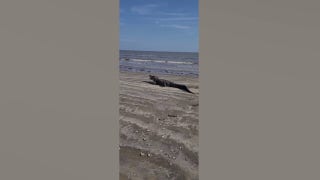 Alligator seen chomping away on a bull redfish at Texas beach - Fox News