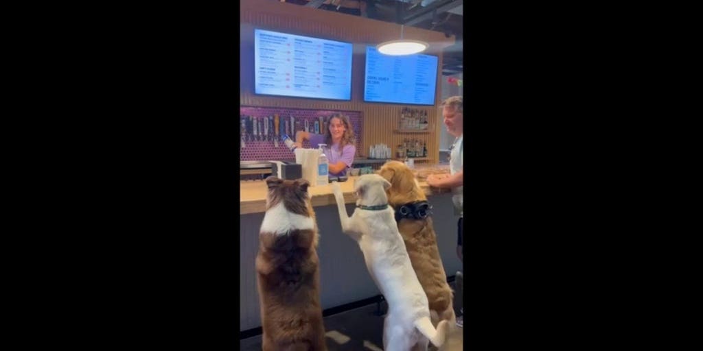 Dogs patiently line the bar as bartender serves up cups of whipped cream