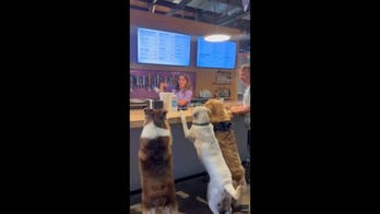 Dogs patiently line the bar as bartender serves up cups of whipped cream