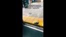 Stray kitten joins rat race on NYC subway: 'Like she was headed to work'