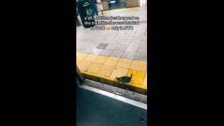 Stray kitten joins rat race on NYC subway: 'Like she was headed to work'
