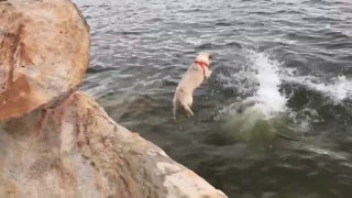 Protective pup jumps into reservoir after owner goes for a relaxing swim - Fox News
