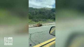 Watch as this deer escapes a mountain lion attack