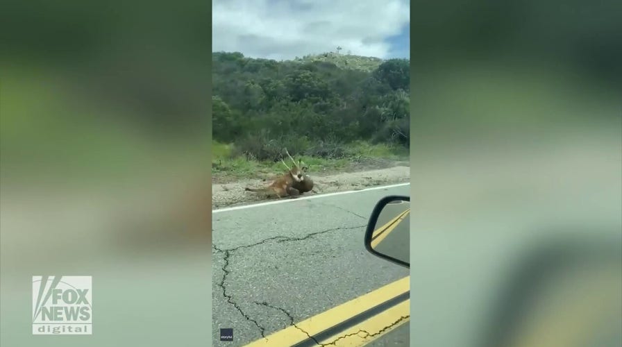 Watch as this deer escapes a mountain lion attack
